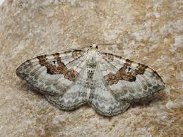 Attēlu rezultāti vaicājumam “Xanthorhoe montanata”