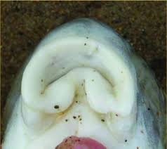 Image result for Carpiodes cyprinus