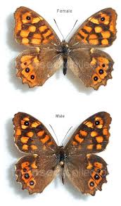 Attēlu rezultāti vaicājumam “Pararge aegeria”