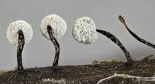 Attēlu rezultāti vaicājumam “Didymium aggregatum”