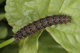 Attēlu rezultāti vaicājumam “Clossiana selene underside”