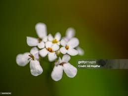 Image result for Iberis amara