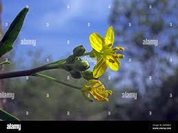 Attēlu rezultāti vaicājumam “Diplotaxis tenuifolia bud”