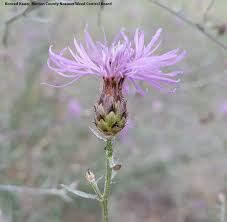 Attēlu rezultāti vaicājumam “Centaurea stoebe bud”