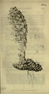 Attēlu rezultāti vaicājumam “Lathraea squamaria fruit”