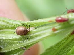 Attēlu rezultāti vaicājumam “Drepanosiphum platanoidis exuvia”