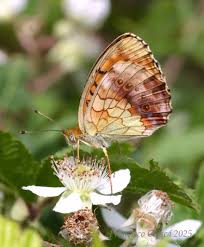 Attēlu rezultāti vaicājumam “Euphydrias aurinia upperside”