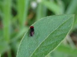 Attēlu rezultāti vaicājumam “Platypezidae”