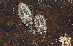 Attēlu rezultāti vaicājumam “Aradus betulae”