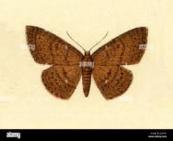 Attēlu rezultāti vaicājumam “Cyclophora pendularia”