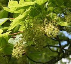 Attēlu rezultāti vaicājumam “Acer pseudoplatanus flower”