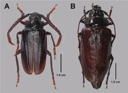 Attēlu rezultāti vaicājumam “Cribraria piriformis macro”