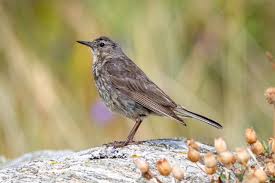 Attēlu rezultāti vaicājumam “Anthus petrosus”
