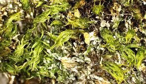 Attēlu rezultāti vaicājumam “Bryum pallens”