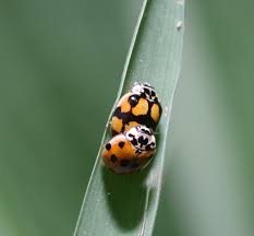 Attēlu rezultāti vaicājumam “Adalia decempunctata”