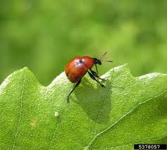 Attēlu rezultāti vaicājumam “Attelabus nitens”