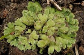 Attēlu rezultāti vaicājumam “Riccia glauca”