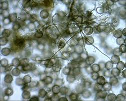 Attēlu rezultāti vaicājumam “Didymium sp.”