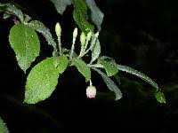 Attēlu rezultāti vaicājumam “Menziesia ferruginea”