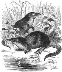 Attēlu rezultāti vaicājumam “Insectivora”