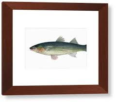 Image result for Liza aurata