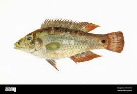 Image result for Symphodus melops