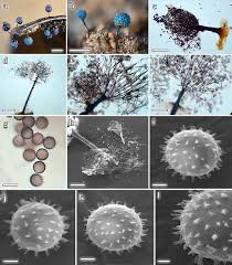 Attēlu rezultāti vaicājumam “Didymium bahiense spores”