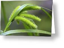 Attēlu rezultāti vaicājumam “Carex pseudocyperus male flower”