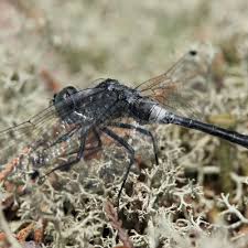 Attēlu rezultāti vaicājumam “Leucorrhinia albifrons female”