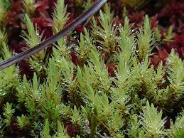 Attēlu rezultāti vaicājumam “Aulacomnium palustre”