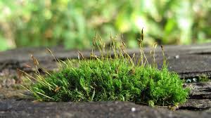 Attēlu rezultāti vaicājumam “Dicranum montanum”