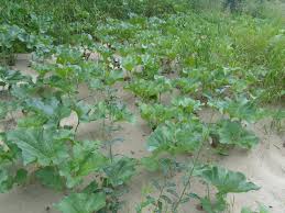 Attēlu rezultāti vaicājumam “Petasites spurius”