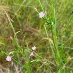 Attēlu rezultāti vaicājumam “Epilobium palustre fruit”