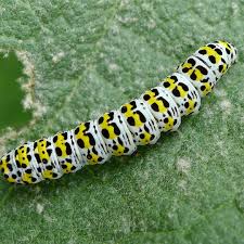 Attēlu rezultāti vaicājumam “Cucullia verbasci”