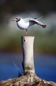 Attēlu rezultāti vaicājumam “Larus ridibundus”