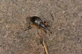 Attēlu rezultāti vaicājumam “Protapion sp.”