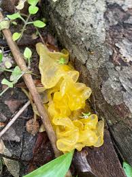 Attēlu rezultāti vaicājumam “Tremella ramalinae”