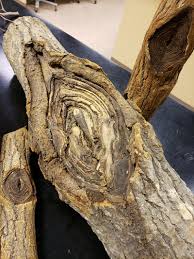 Attēlu rezultāti vaicājumam “Nectria sp., Neonectria sp.”