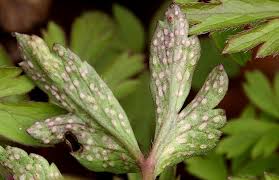 Attēlu rezultāti vaicājumam “Ochropsora ariae”