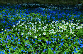 Attēlu rezultāti vaicājumam “Omphalodes verna flower”
