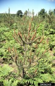 Attēlu rezultāti vaicājumam “Acantholyda erythrocephala”