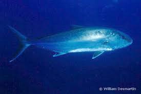 Image result for Seriola dumerili