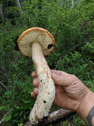 Attēlu rezultāti vaicājumam “Leccinum aurantiacum”