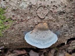 Attēlu rezultāti vaicājumam “Postia caesia”