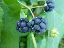 Attēlu rezultāti vaicājumam “Rubus caesius”