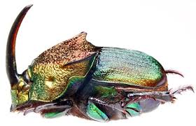 Attēlu rezultāti vaicājumam “Exobasidium cassandrae”