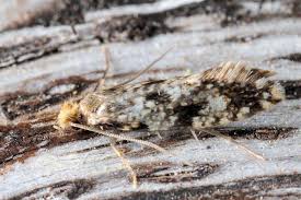 Attēlu rezultāti vaicājumam “Nemapogon cloacella”