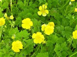 Attēlu rezultāti vaicājumam “Ranunculus bulbosus flower”
