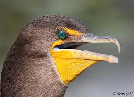 Image result for Phalacrocorax auritus