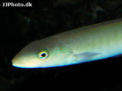 Image result for Malacanthus plumieri